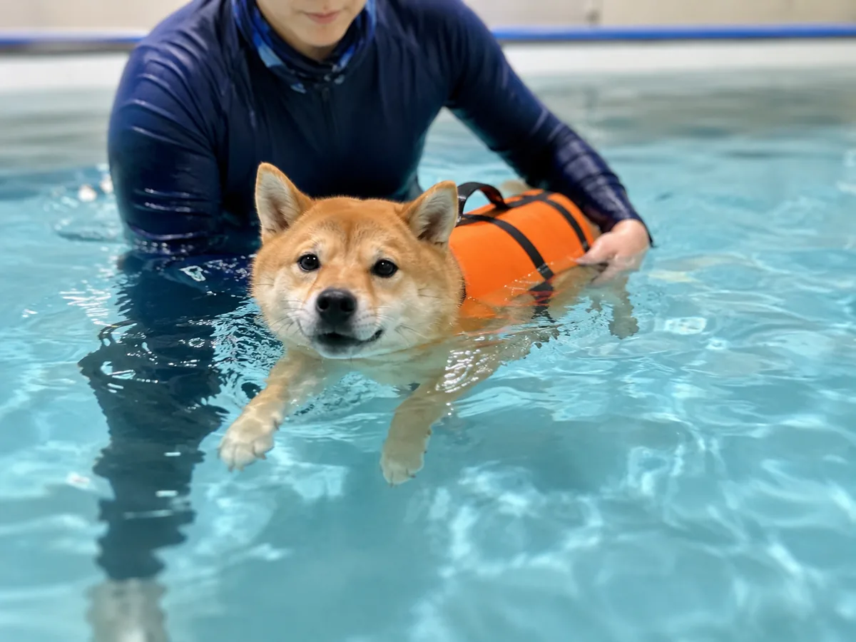 What is dog hydrotherapy: canine water therapy